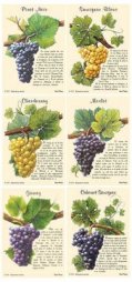 Vykort franska druvsorter